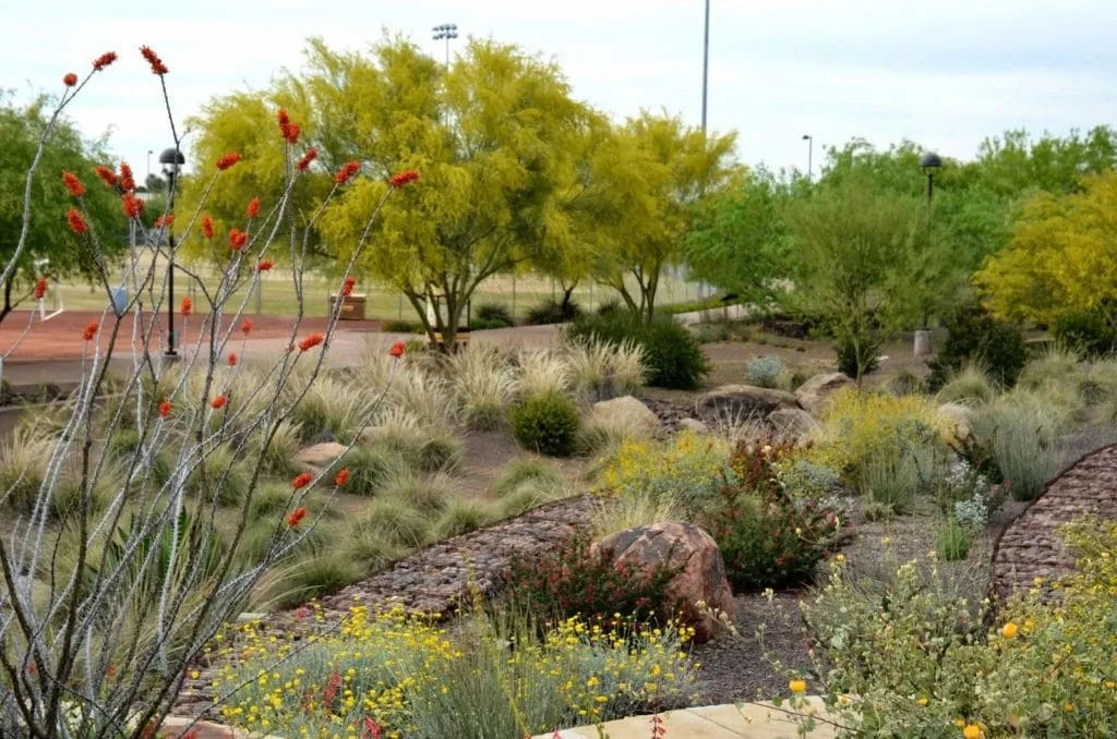Desert xeriscape planting in Phoenix
